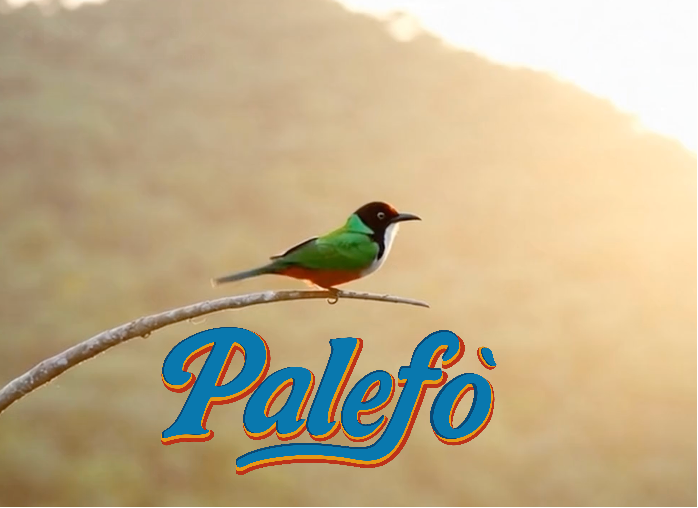 Watch Palef&ograve; Intro Video